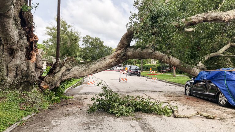 a damaged tree and car from hurricane e1639068096693