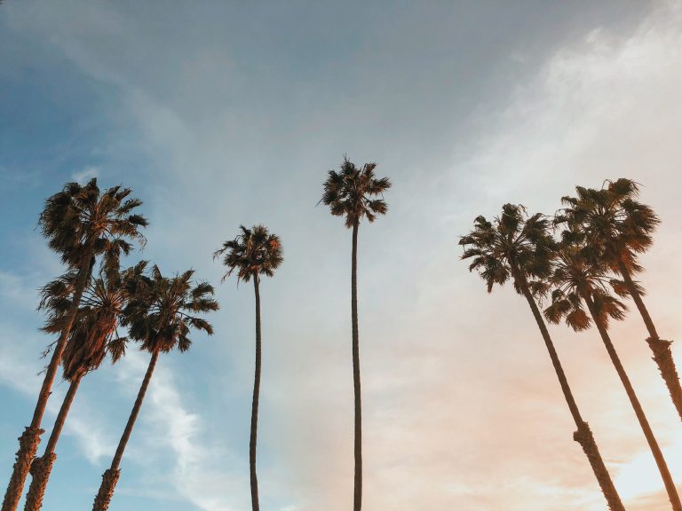 california palm trees